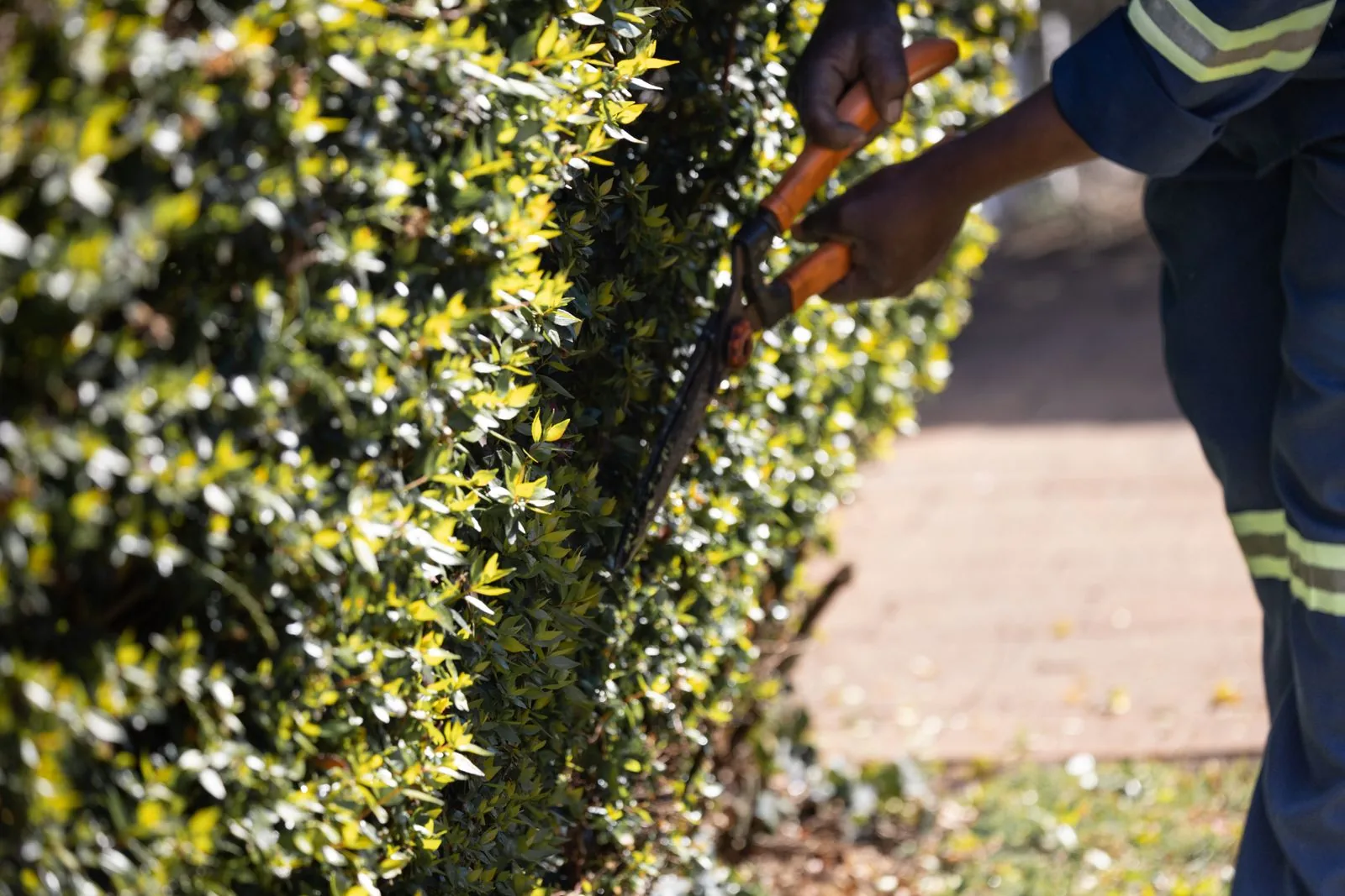 Pflege einer grünen Hecke im Garten – Symbolaufnahme
